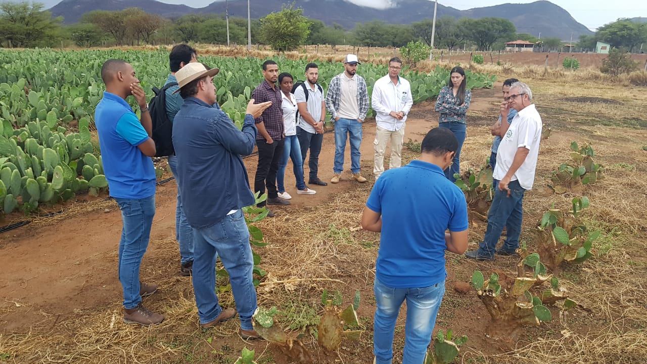 IF Baiano difunde tecnologias de produção de palma forrageira há 10 anos