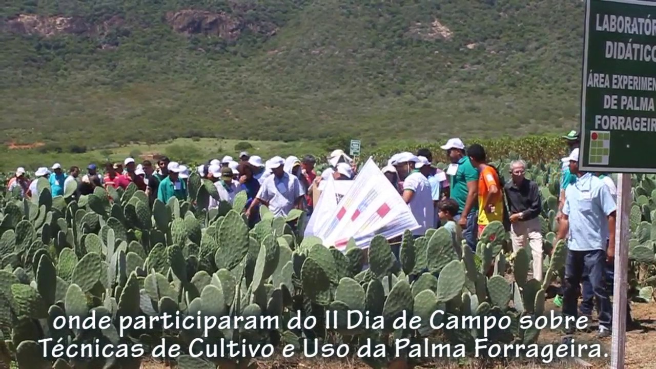 Considerações sobre clima semiárido e Ecofisiologia da palma forrageira
