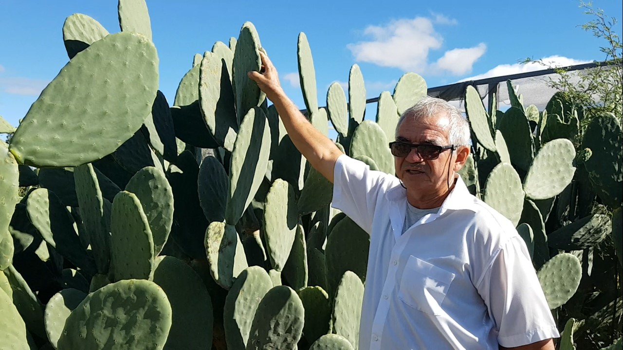 Cultivares da palma forrageira com o Prof. Dr. João Abel (IF BAIANO).