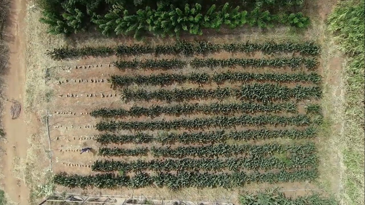 Determinação tridimensional da palma forrageira